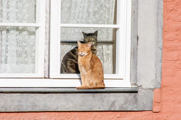 Gatos dormindo na janela — Fotografia de Stock