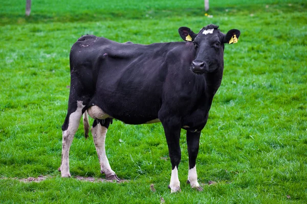 Kráva v zeleném poli — Stock fotografie