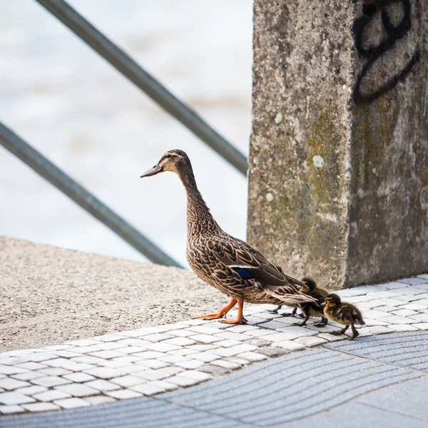 Familj av ankor promenader — Stockfoto