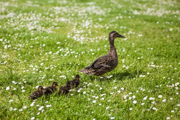 Familia de patos en el prado — Foto de Stock