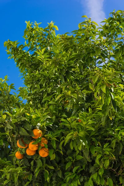 Arance che pendono albero. arance mandarine. Arance succose sulla tr — Foto Stock