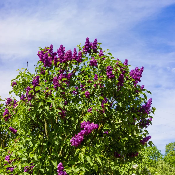 Beautiful lilac flowers — 스톡 사진