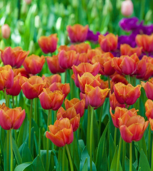 Belles tulipes colorées — Photo