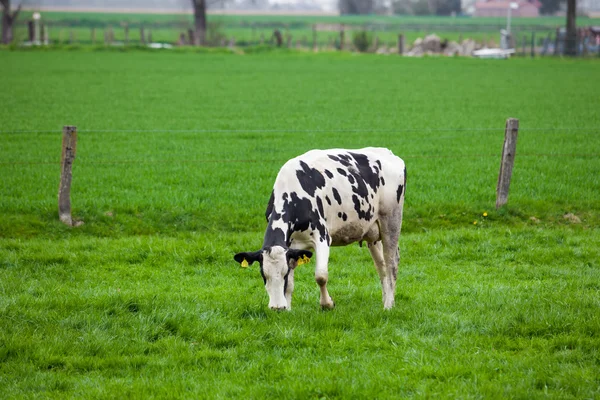 Cow in the green field — Stock Photo, Image
