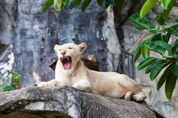 Lionne blanche sur pierre — Photo