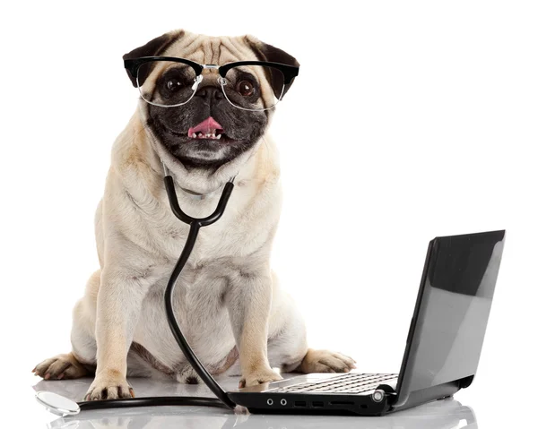 Cão Pug com estetoscópio e laptop . — Fotografia de Stock