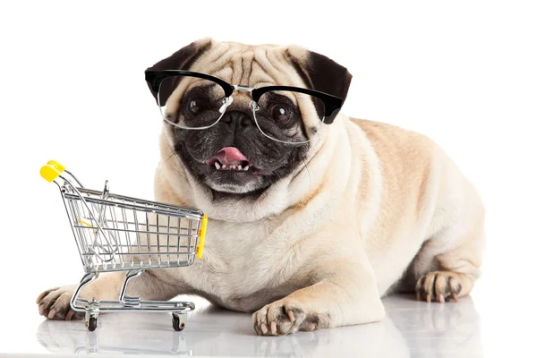 Pug hond met winkelwagen — Stockfoto