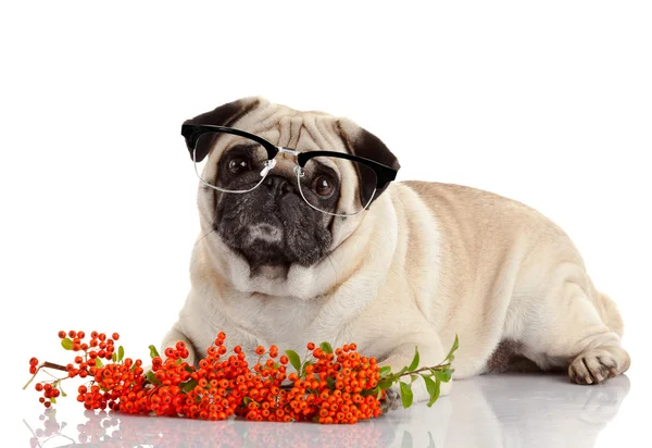 Pug hond liggend — Stockfoto