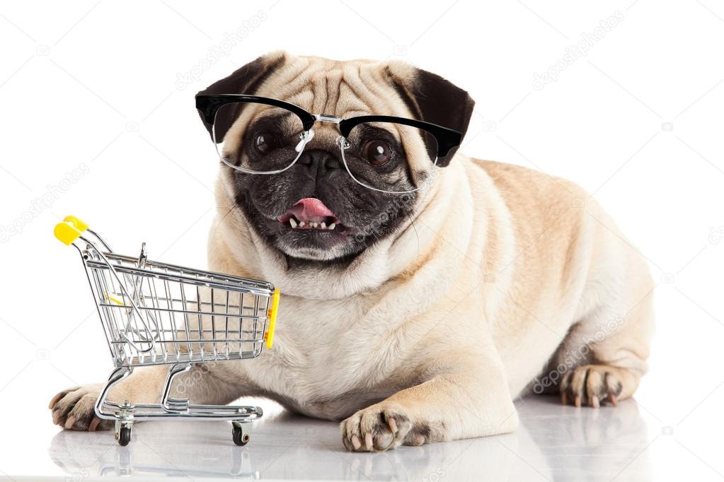 Pug dog with shopping cart Stock Photo by ewastudio 74920637