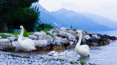 Kuğu aile, Garda Gölü