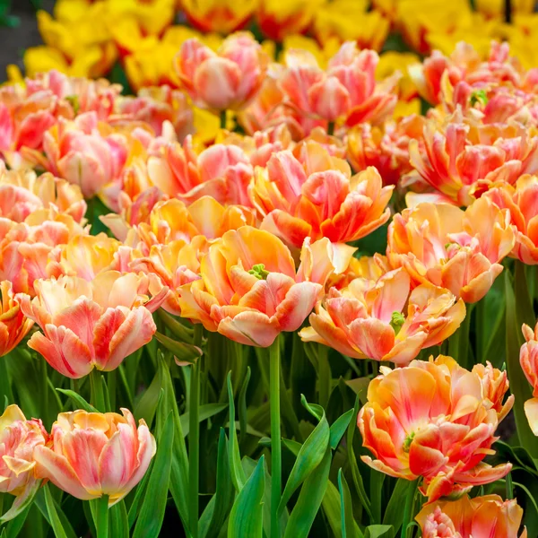 Belles tulipes dans le parc — Photo