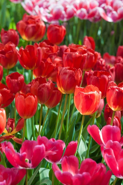 Gyönyörű tulipánok a park — Stock Fotó