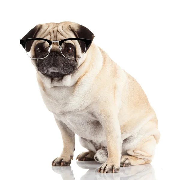 Pug cão em óculos — Fotografia de Stock