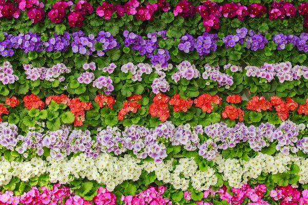 Colorful spring flowers — Stock Photo, Image