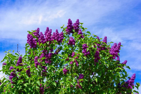Beauty bloom lilac flowers — Stock Photo, Image