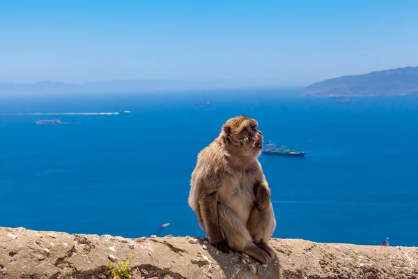 Vyléčit opice v Gibraltaru — Stock fotografie