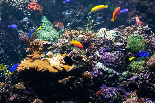 Peces tropicales en los arrecifes de coral — Foto de Stock