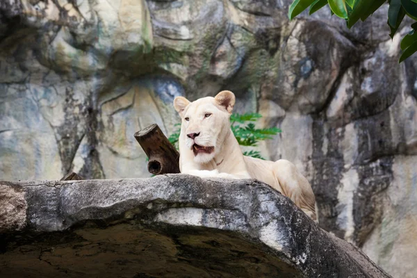 Yalan beyaz dişi aslan — Stok fotoğraf