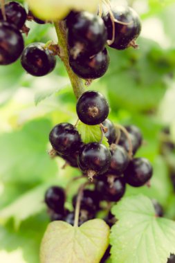 Dalları üzerinde Siyah frenk üzümü