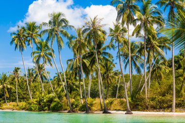 Güzel tropikal plaj