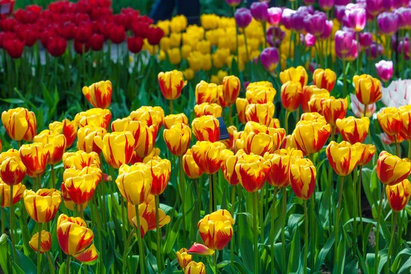 Hermosos tulipanes en el parque — Foto de Stock