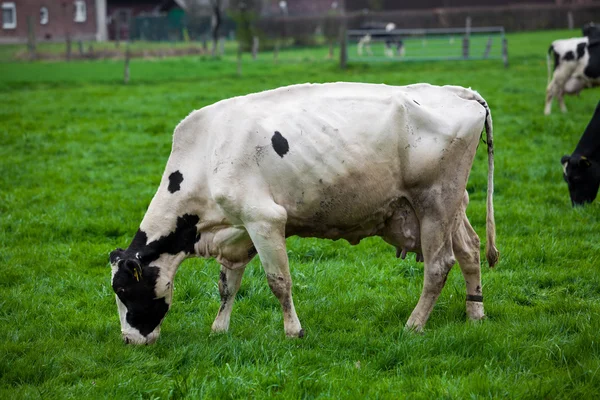 Bianco Mucca mangiare — Foto Stock