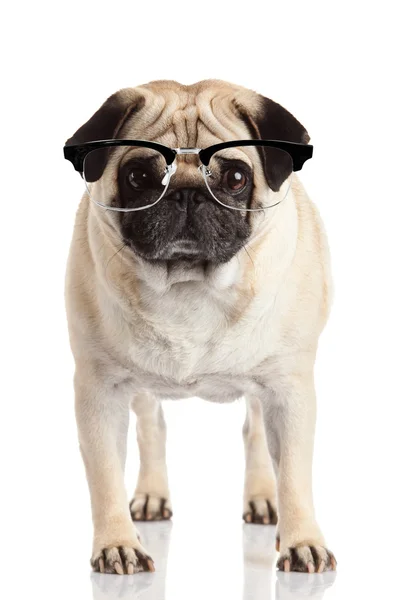 Pug dog in glazen — Stockfoto