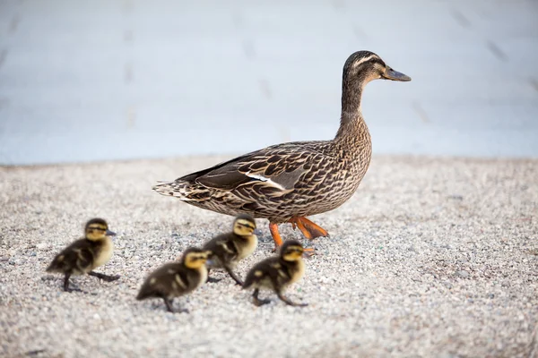 Cute Family of ducks — Stockfoto