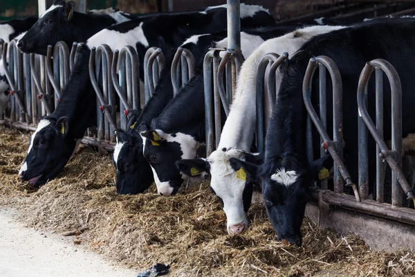 Vaches mangeant dans une ferme . — Photo