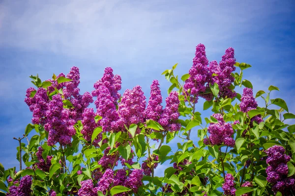 Schöne fliederfarbene Blüten. — Stockfoto