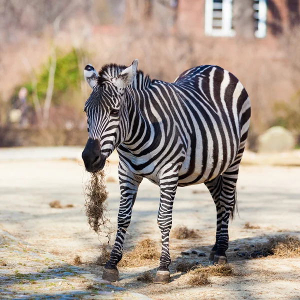 Hayvanat bahçesinde bir zebra — Stok fotoğraf