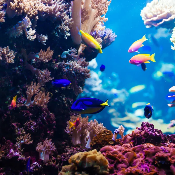 Tropical fish in coral reef — Stock Photo, Image