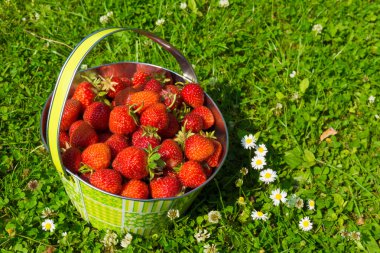 sepet içinde tatlı çilek.
