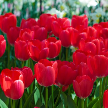 Beautiful redtulips