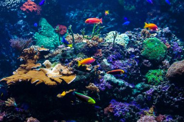 Mercan resifinde tropik balıklar