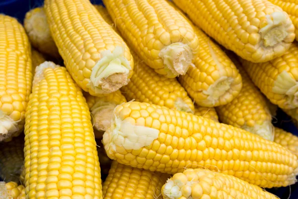 Свіжі жовта кукурудза — стокове фото