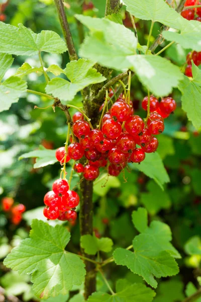 Red currant berries — Stock Photo, Image