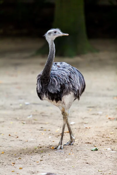 Afrikansk struts i dyrehage – stockfoto