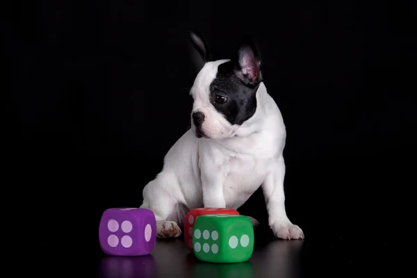 Französische Bulldogge und Würfel — Stockfoto