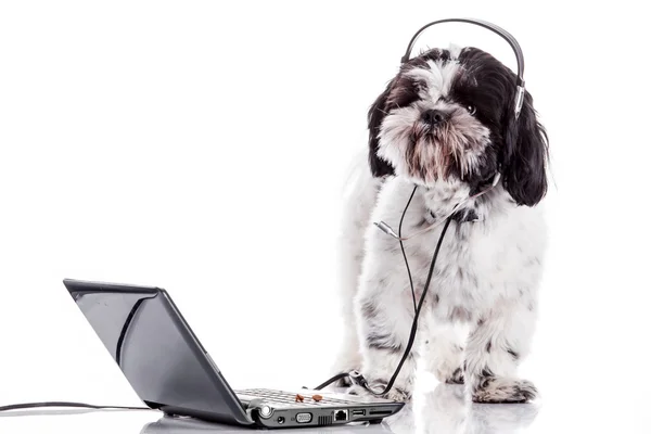 Söt hund med laptop. — Stockfoto