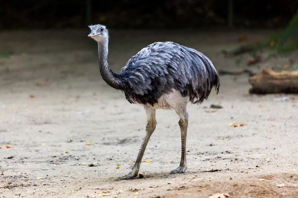 Avestruz africana no zoológico — Fotografia de Stock