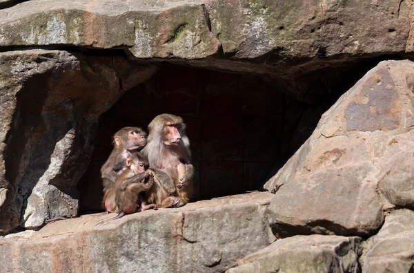 Οικογένεια μαϊμού στο ζωολογικό κήπο — Φωτογραφία Αρχείου