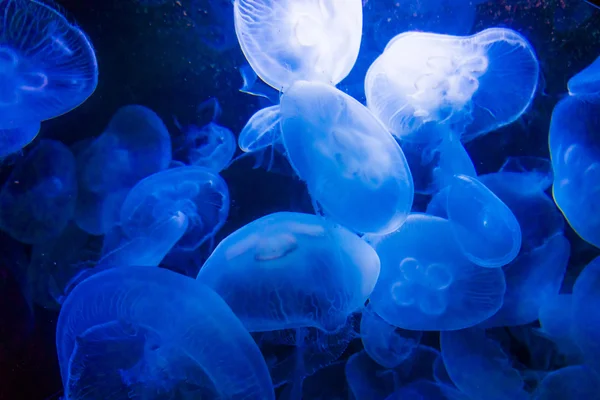 Medusas en agua azul — Foto de Stock