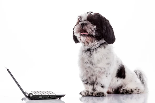 Söt hund med laptop. — Stockfoto