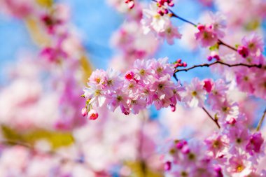 Çiçek açan Sakura dallarında