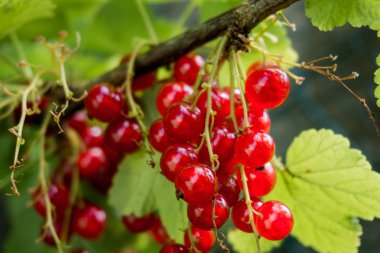 Frenk üzümü çilek