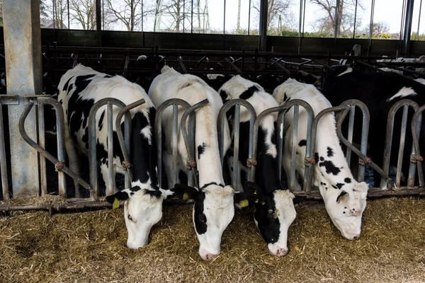 Melkkoeien op een boerderij — Stockfoto