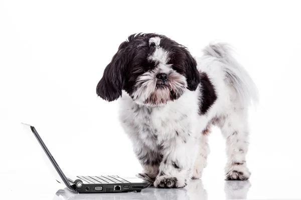 Söt hund med laptop. — Stockfoto