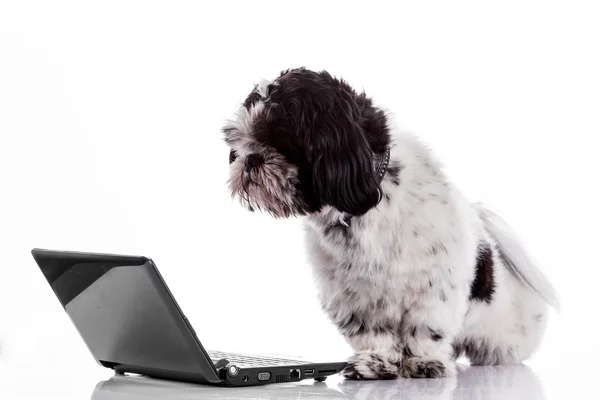 Söt hund med laptop. — Stockfoto