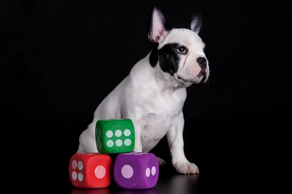 Franse Bulldog en kubussen — Stockfoto